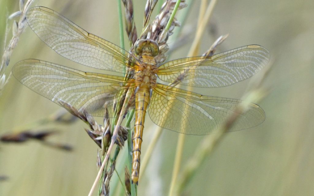 Libellula id.: Orthetrum coerulescens femmina neosfarfallata